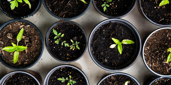 Jardinería - Plantas en macetero